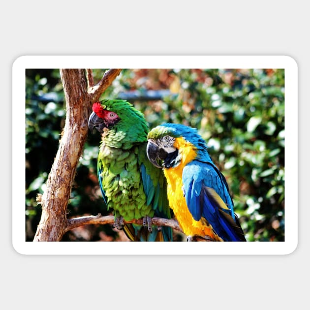 Macaw Parrots Sticker by Cynthia48